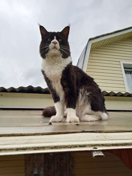 Вязка Мейн Кун в Лобне фото 5