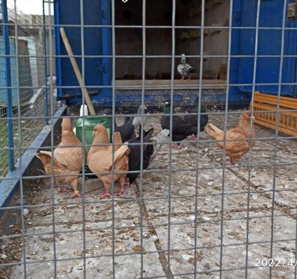 Голуби Кинги в фото 9