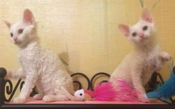 Белые овечки) Неаллеренные кудрявые котята)