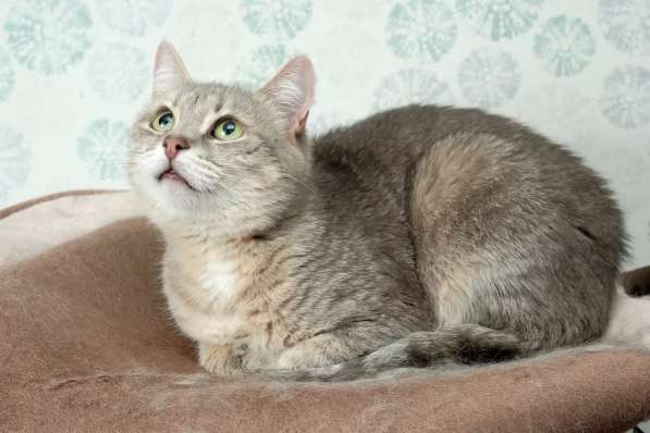 Кошка Лилу - серебристая красавица, ищет дом в Москве фото 5