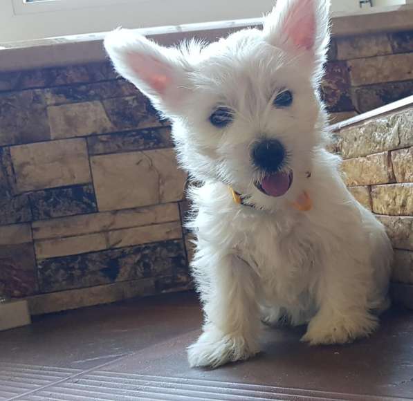 Очаровательные детки Вест Хайленд Вайт Терьер в Москве фото 8