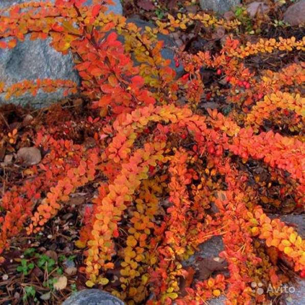 Барбарис Тунберга Orange Carpet в Волгограде фото 3