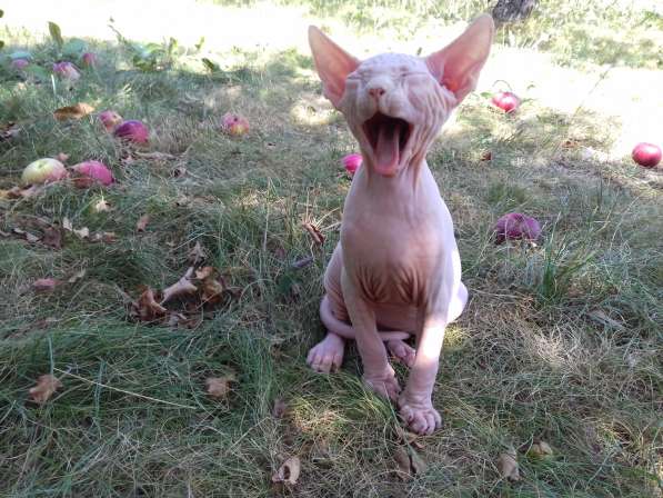 Мальчик канадик в Москве фото 8