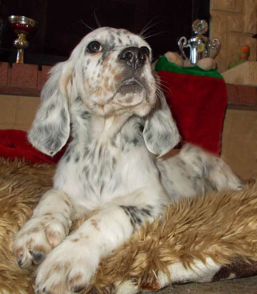 Английский сеттер щенки из элитного питомника в Москве фото 187