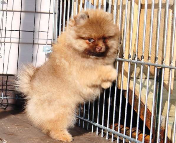 Щеночки шпица в Москве