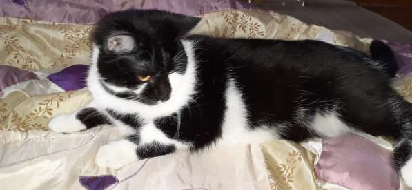 Замечательный молодой котик в Чебоксарах фото 4