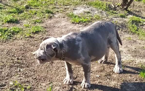 Американ Булли голубой мерле Мальчик хулиган в фото 9