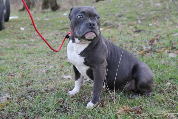 Породные щенки Американ Булли в фото 20