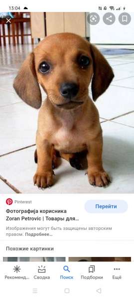 Ищу щенка таксы в фото 3