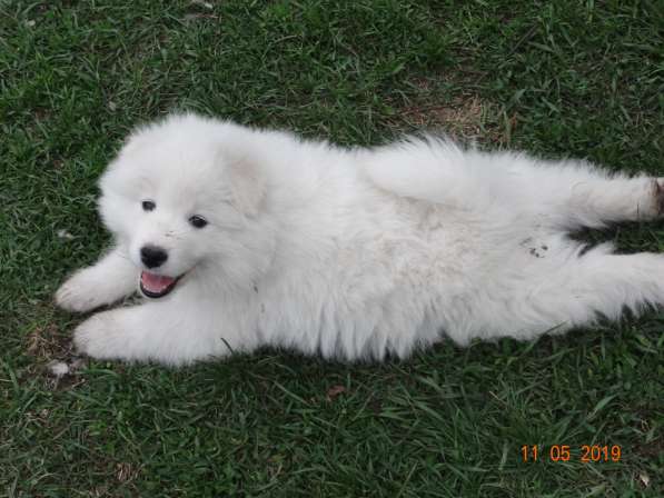 Щенки самоеда Не дорого в Кургане фото 7