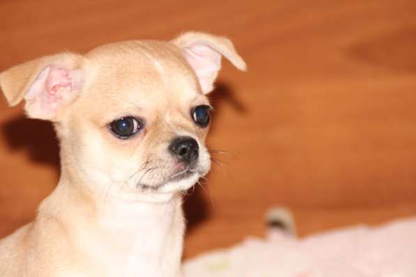 Милашка ищет дом в Самаре фото 5