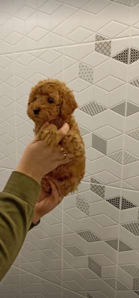 Toy poodle. Cappuccino. Boy в фото 4