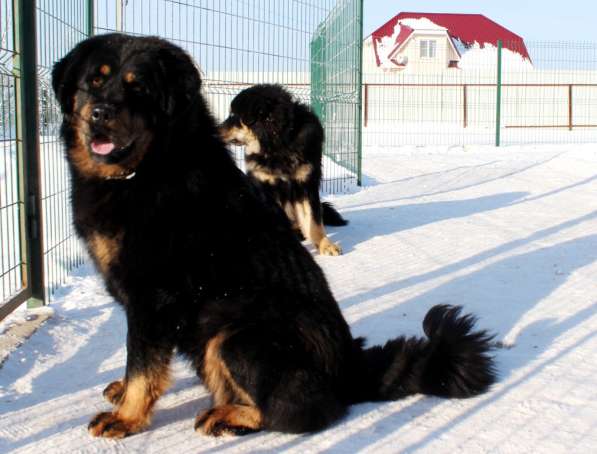 Тибетский мастиф - лучший страж на территории в Москве фото 135
