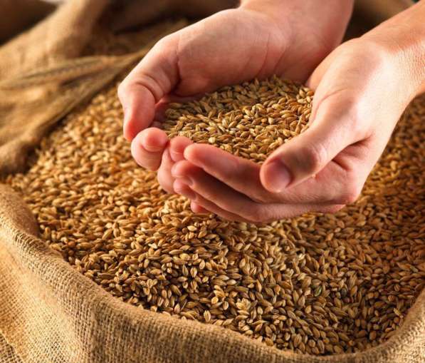 Пшеница продовольственная 3-й класс в мешках по 50кг