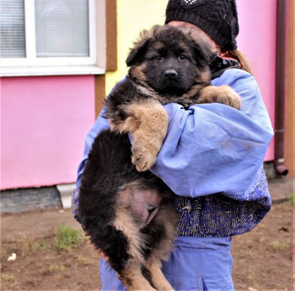 Щенки овчарки Питомник в фото 24