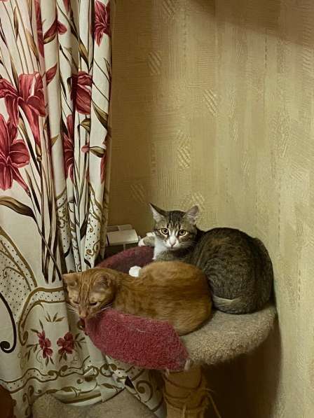 Золотой осенью золотой кот ищет дом в Москве