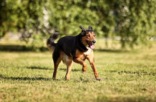 Метис овчарки Рекс ищет дом в Москве фото 6