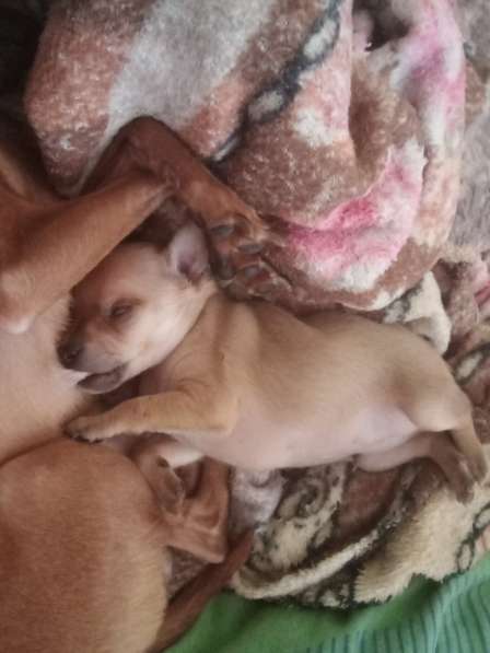 Продам мини той в Магнитогорске фото 6