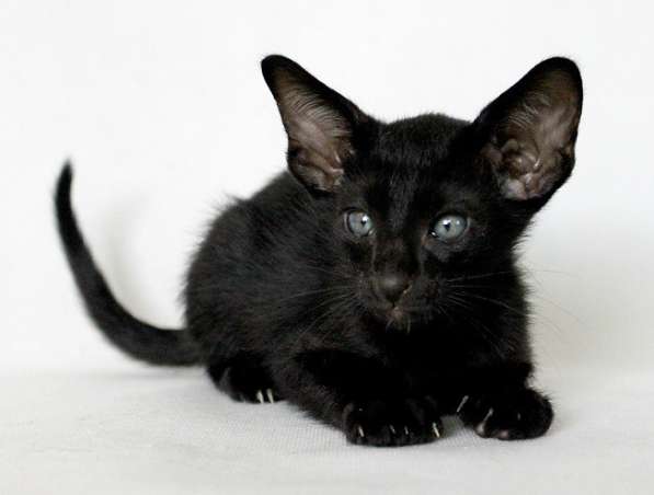 Ориентальные кошки из питомника в Москве