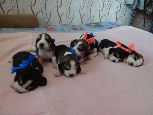 Продаются щенки бигля в Волгограде фото 26