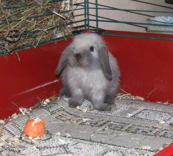 Крольчата вислоухие карликовые в Туле фото 4