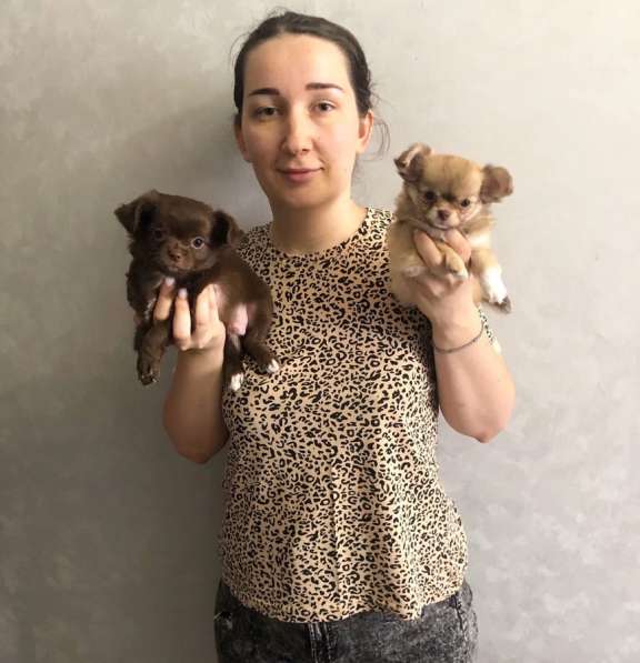 Щенки чихуахуа в Ставрополе фото 9