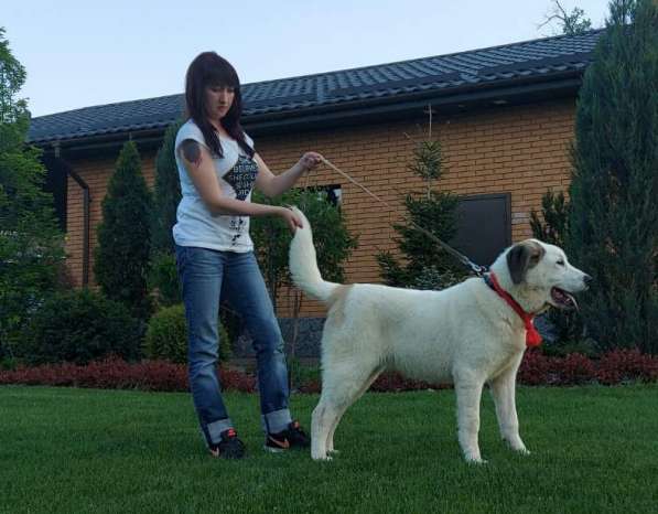 Central Asian Shepherd, Best Puppy Breed