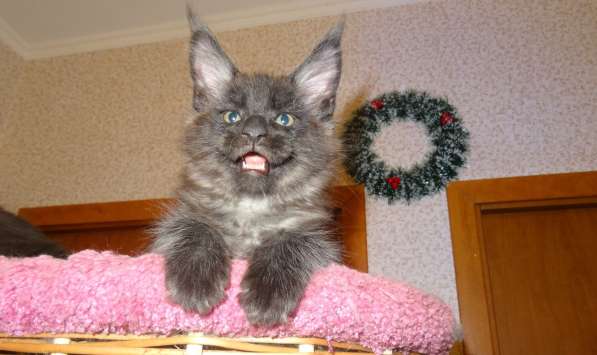 Мейн кунчик Йотунхейм в Москве фото 15