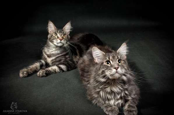 Питомник кошек породы мейн-кун Diamond Rush в Таганроге фото 5