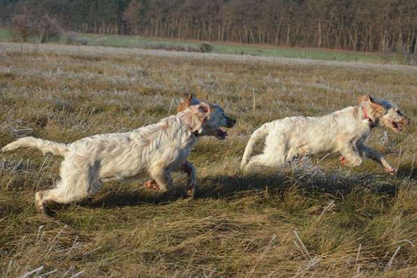 Английский сеттер щенки из элитного питомника в Москве фото 37