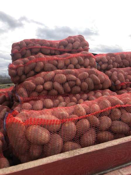 Приморский картофель оптом со склада фермерского хозяйства
