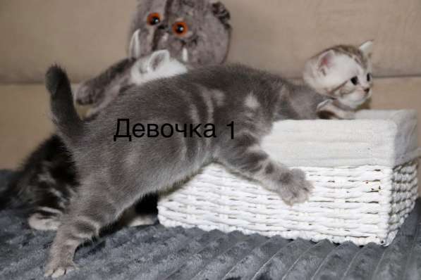 Британские мраморные котята табби в Красноярске фото 7