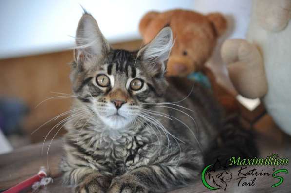 Kitten Maine Coon Male