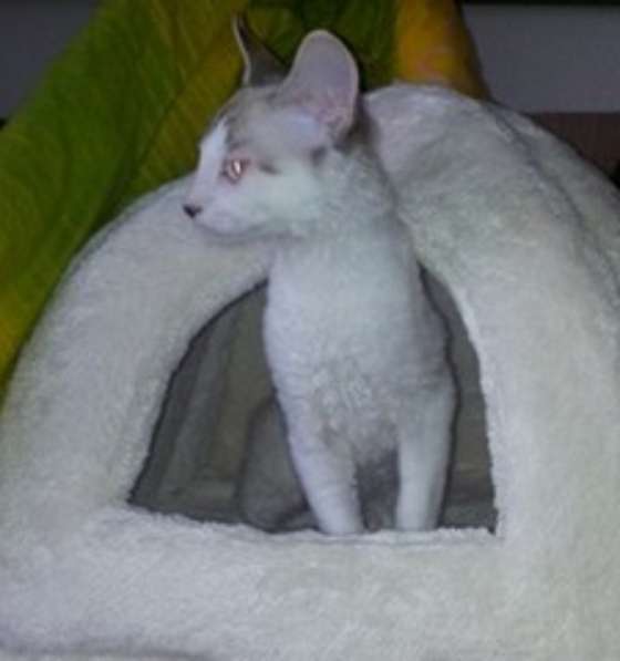 Элитный кудрявый котенок Герман-Рекс мальчик в Санкт-Петербурге фото 26