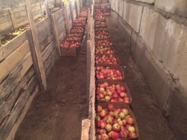 Продаю яблоки зимних сортов (Голден, Семеренко, Антоновка) в в Нижнем Новгороде