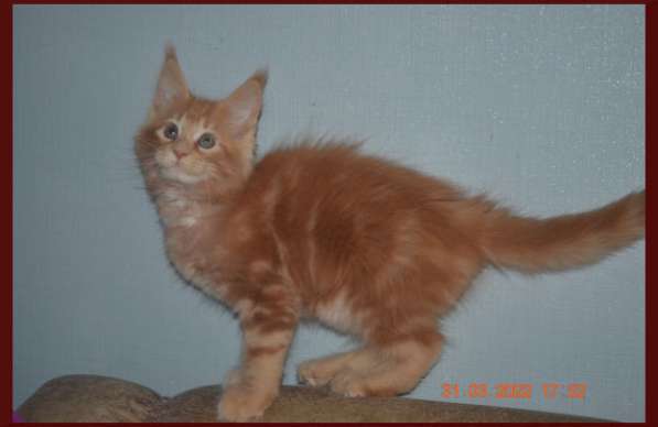 Роскошный черный котик мейн-кун из питомника в Астрахани фото 59