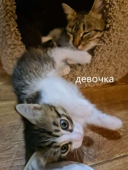 Котята в добрые руки в Екатеринбурге