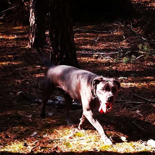 Cane corso щенки с документами в фото 4