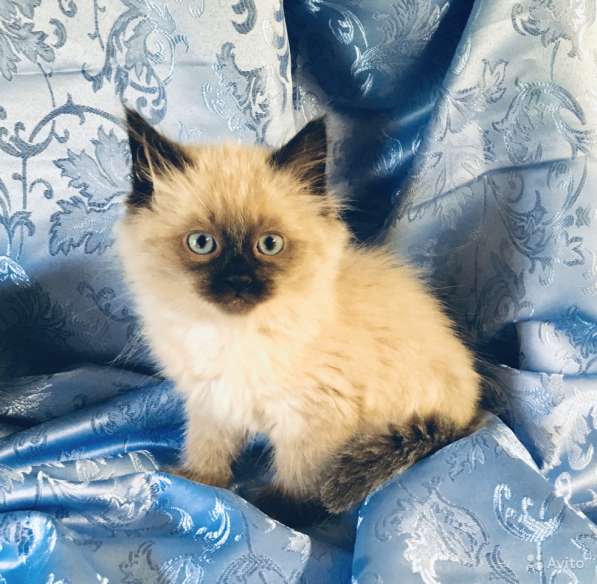 Котенок Невский Маскарадный в Санкт-Петербурге