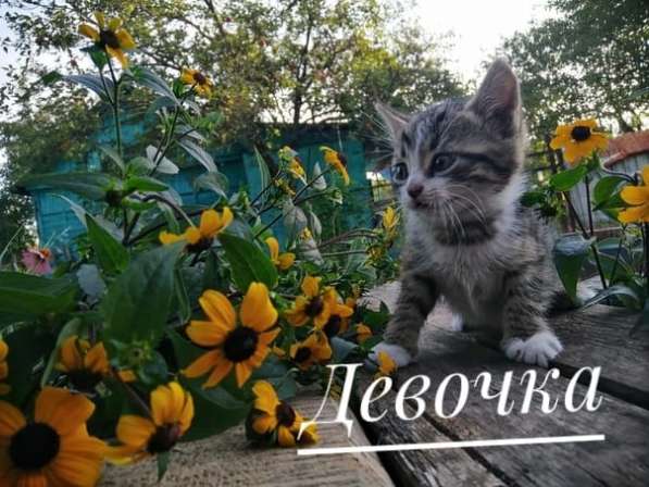 3 котенка, котята в Воронеже фото 4