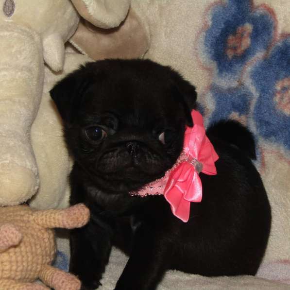 Mops pug в фото 4