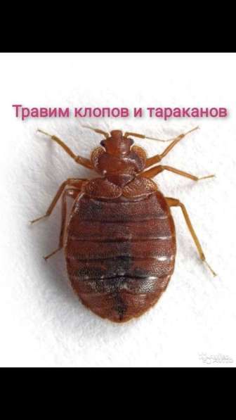 Уничтожение насекомых