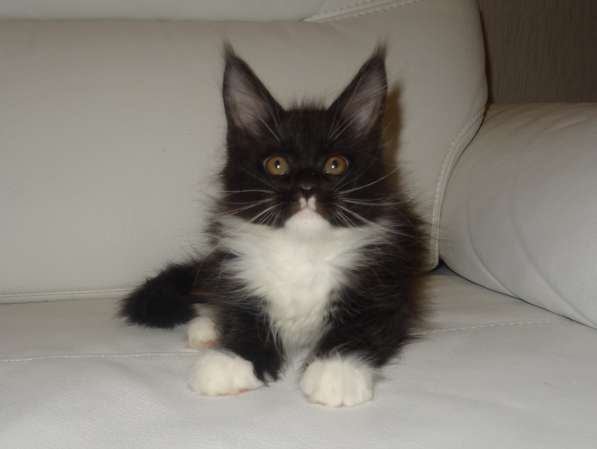 Ламборджини кошечка мейн кун