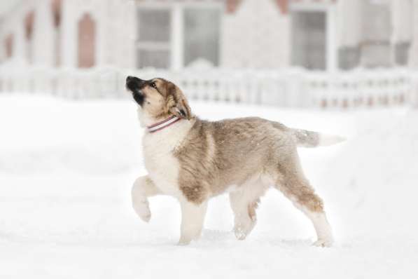 Щенок Ося ищет доброго хозяина! в Москве фото 15