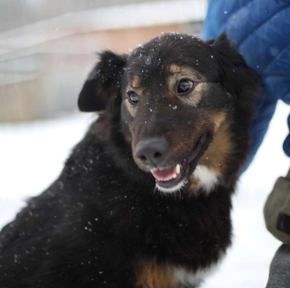 Собака-терапевт Пайпер ищет семью в Москве фото 14