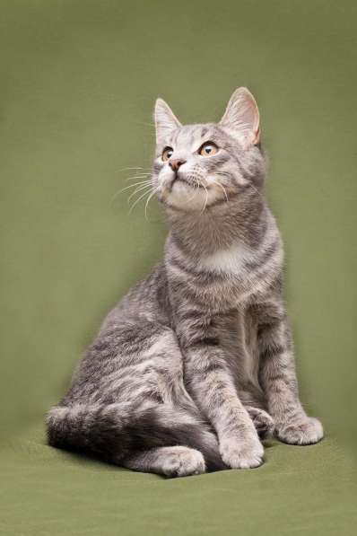 Красавец Сильвер ищет семью в Москве фото 11