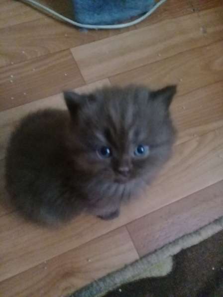 Шотландские котята в Санкт-Петербурге фото 16