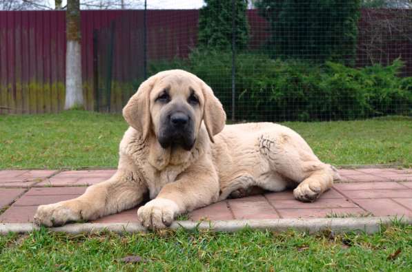 Puppies of Spanish Mastiff в фото 6