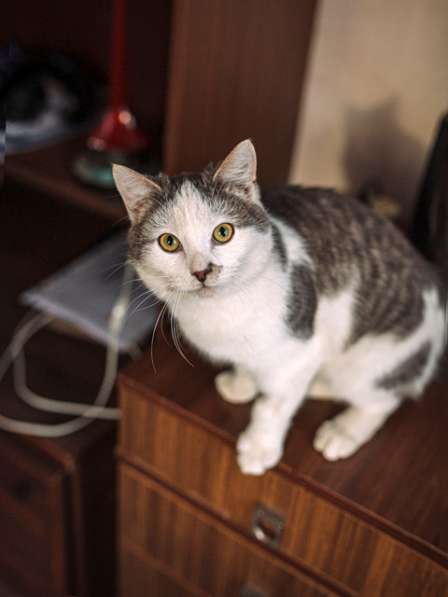 Котенок-подросток Маркиз, обаятельный позитивчик в дар в Москве фото 6