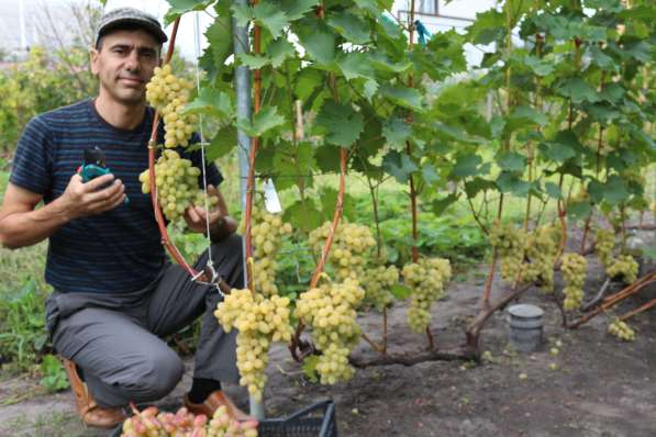 Саженцы винограда, только лучшие, элитные сорта в Белгороде фото 4